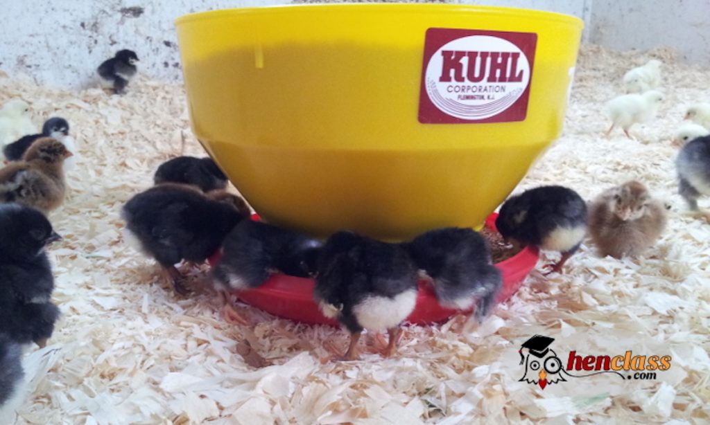 How to Pick the Best Chicken Feeders and Waterers Backyard Poultry